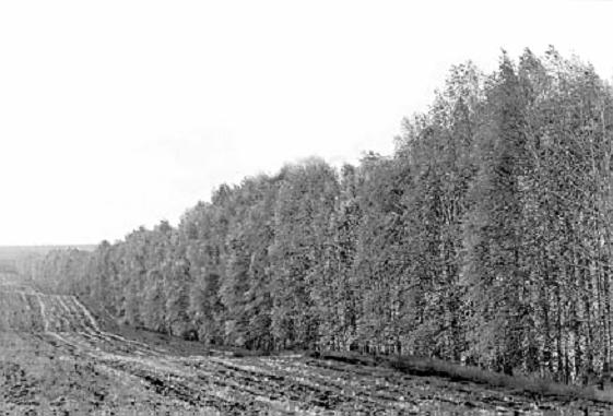 В краевой Думе обсудили вопросы сохранения и содержания защитных лесополос - KP.